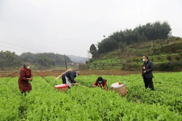 六,摄影《疫情下的农忙时节(杨波 摄 七,秀山花灯 六个